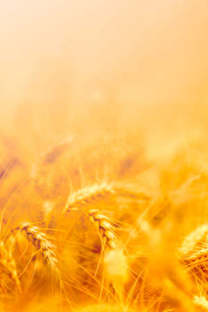 golden wheat field and sunny dayの写真素材