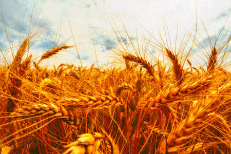 golden wheat field and sunny dayの写真素材