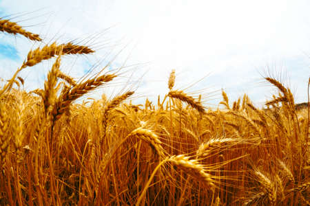 golden wheat field and sunny dayの写真素材