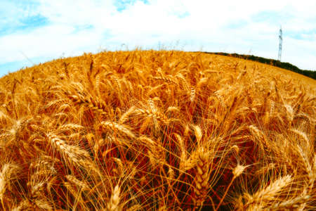 golden wheat field and sunny dayの写真素材