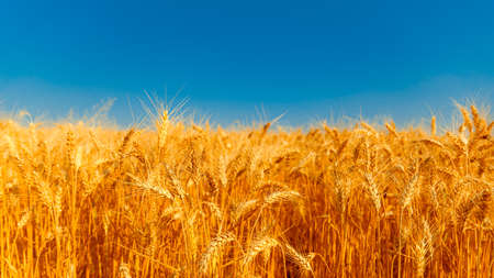 golden wheat field and sunny dayの写真素材