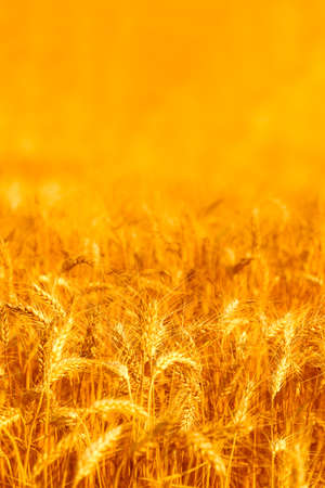 golden wheat field and sunny dayの写真素材