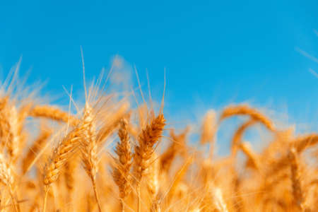 golden wheat field and sunny dayの写真素材