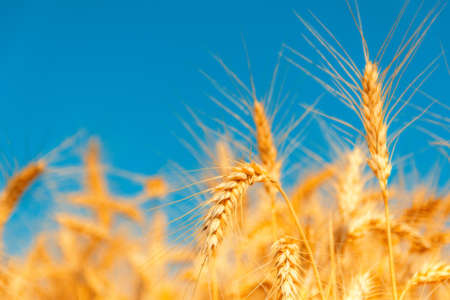golden wheat field and sunny dayの写真素材