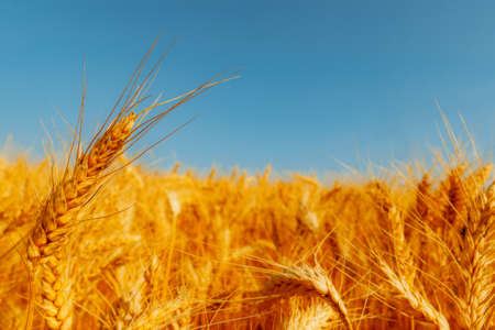 golden wheat field and sunny dayの写真素材