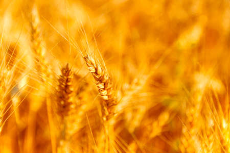 golden wheat field and sunny dayの写真素材