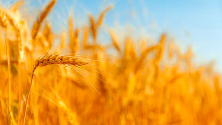 golden wheat field and sunny dayの写真素材