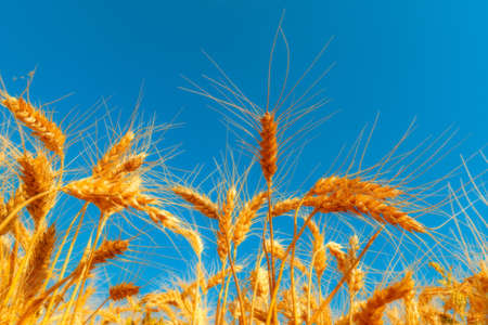golden wheat field and sunny dayの写真素材