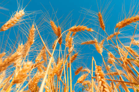 golden wheat field and sunny dayの写真素材
