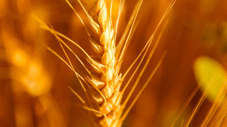 golden wheat field and sunny dayの写真素材
