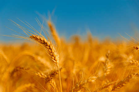 golden wheat field and sunny dayの写真素材