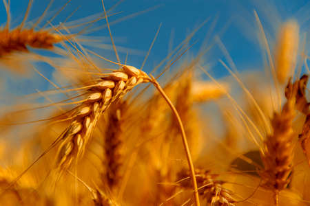 golden wheat field and sunny dayの写真素材