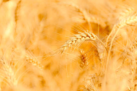 golden wheat field and sunny dayの写真素材
