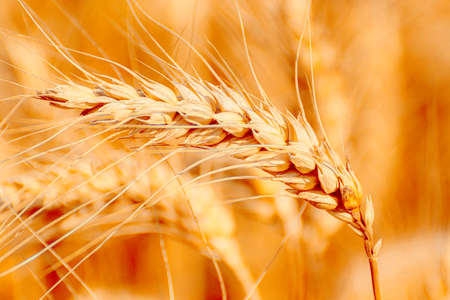 golden wheat field and sunny dayの写真素材