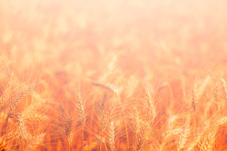 golden wheat field and sunny dayの写真素材