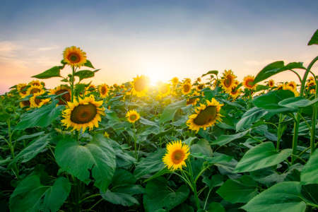 field of blooming sunflowers on a background sunsetの写真素材