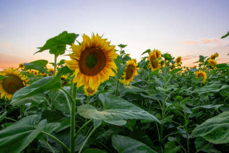field of blooming sunflowers on a background sunsetの写真素材