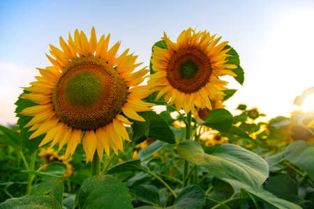 field of blooming sunflowers on a background sunsetの写真素材