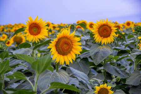 sunflower in a field of sunflowers under a blue skyの写真素材