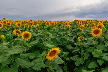 sunflower in a field of sunflowers under a blue skyの写真素材
