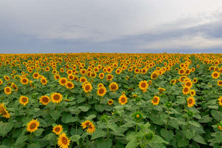 sunflower in a field of sunflowers under a blue skyの写真素材