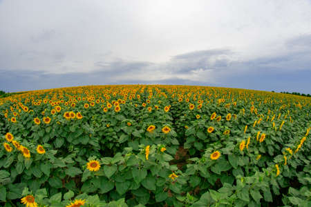 sunflower in a field of sunflowers under a blue skyの写真素材