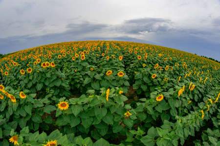 sunflower in a field of sunflowers under a blue skyの写真素材