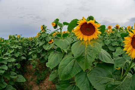 sunflower in a field of sunflowers under a blue skyの写真素材