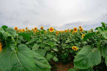 sunflower in a field of sunflowers under a blue skyの写真素材