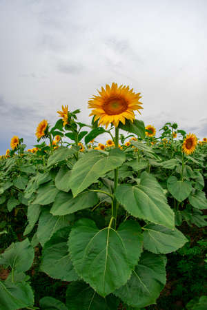 sunflower in a field of sunflowers under a blue skyの写真素材
