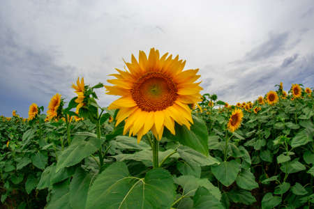 sunflower in a field of sunflowers under a blue skyの写真素材