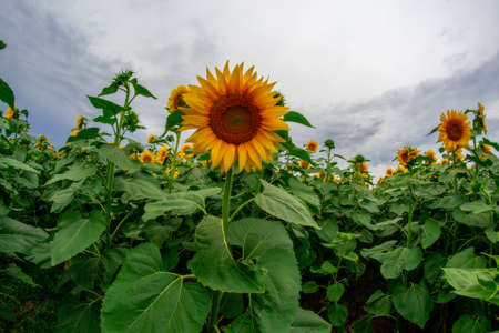 sunflower in a field of sunflowers under a blue skyの写真素材
