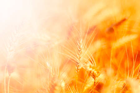 golden wheat field and sunny dayの写真素材