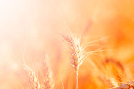 golden wheat field and sunny dayの写真素材