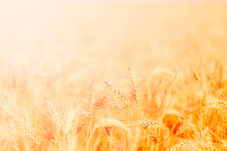golden wheat field and sunny dayの写真素材