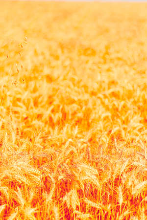 golden wheat field and sunny dayの写真素材