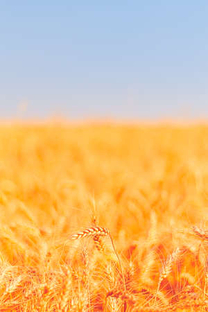 golden wheat field and sunny dayの写真素材