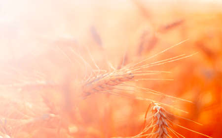 golden wheat field and sunny dayの写真素材