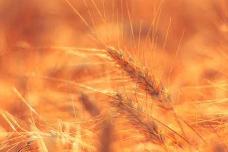 golden wheat field and sunny dayの写真素材