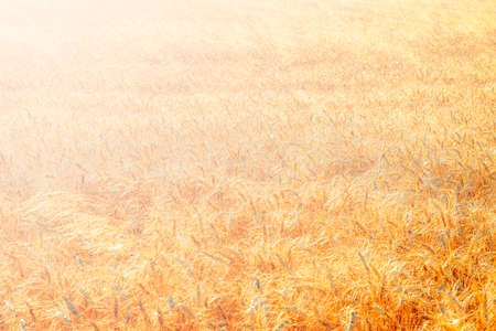 golden wheat field and sunny dayの写真素材