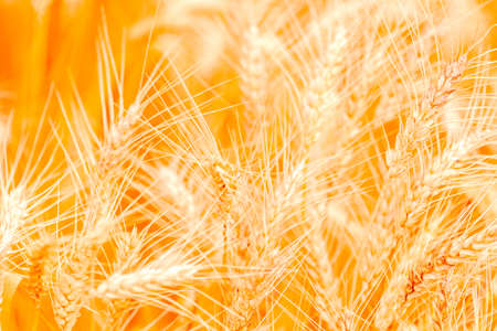 golden wheat field and sunny dayの写真素材