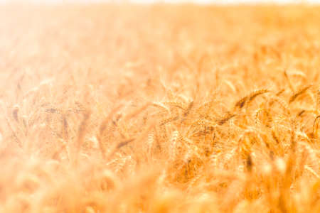 golden wheat field and sunny dayの写真素材