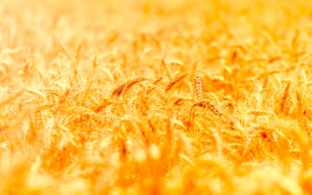 golden wheat field and sunny dayの写真素材