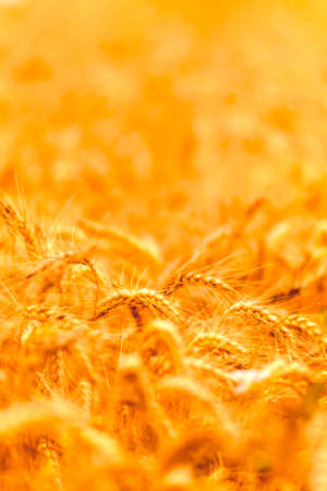 golden wheat field and sunny dayの写真素材