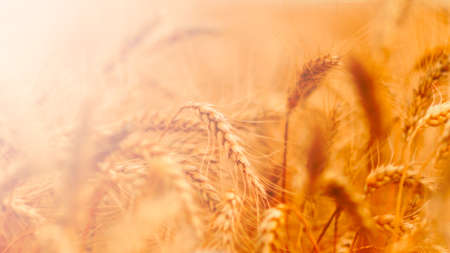 golden wheat field and sunny dayの写真素材