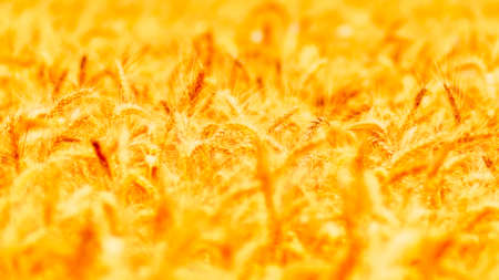golden wheat field and sunny dayの写真素材