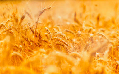 golden wheat field and sunny dayの写真素材
