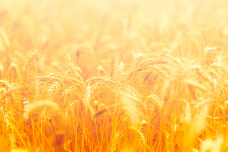 golden wheat field and sunny dayの写真素材