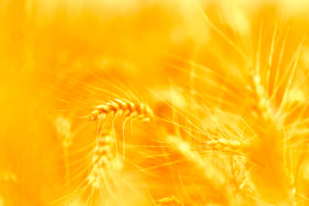 golden wheat field and sunny dayの写真素材