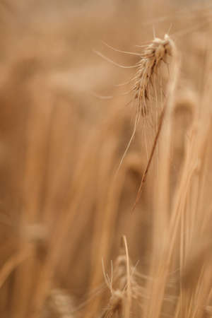 golden wheat field and sunny dayの写真素材